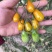 千禧小番茄果苗、抗病毒贝贝小番茄苗、迷彩小番茄苗