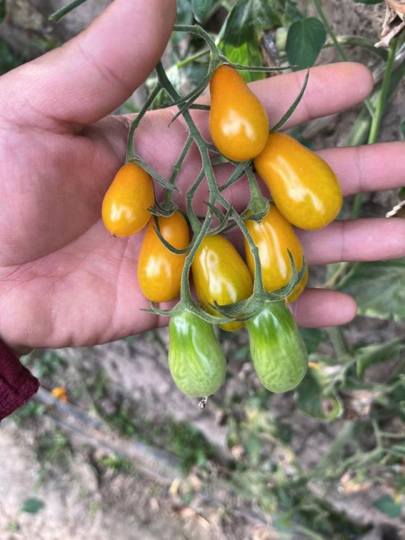 千禧小番茄果苗、抗病毒贝贝小番茄苗、迷彩小番茄苗