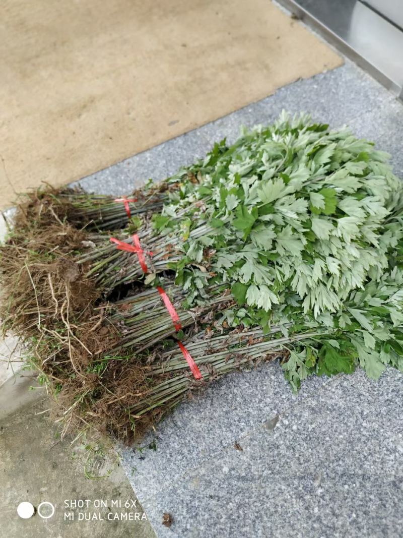 艾草李时珍故乡