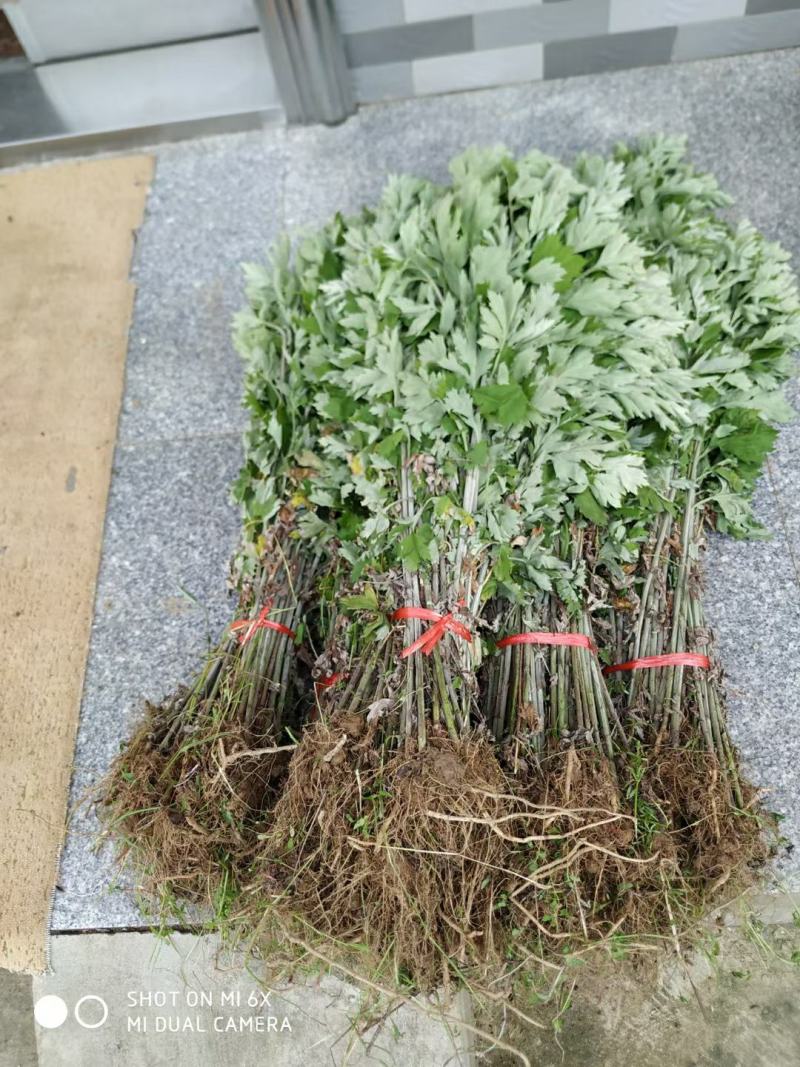 艾草李时珍故乡
