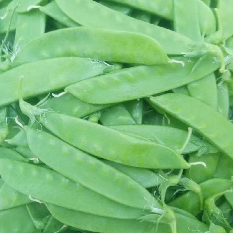 荷兰豆甜豌豆