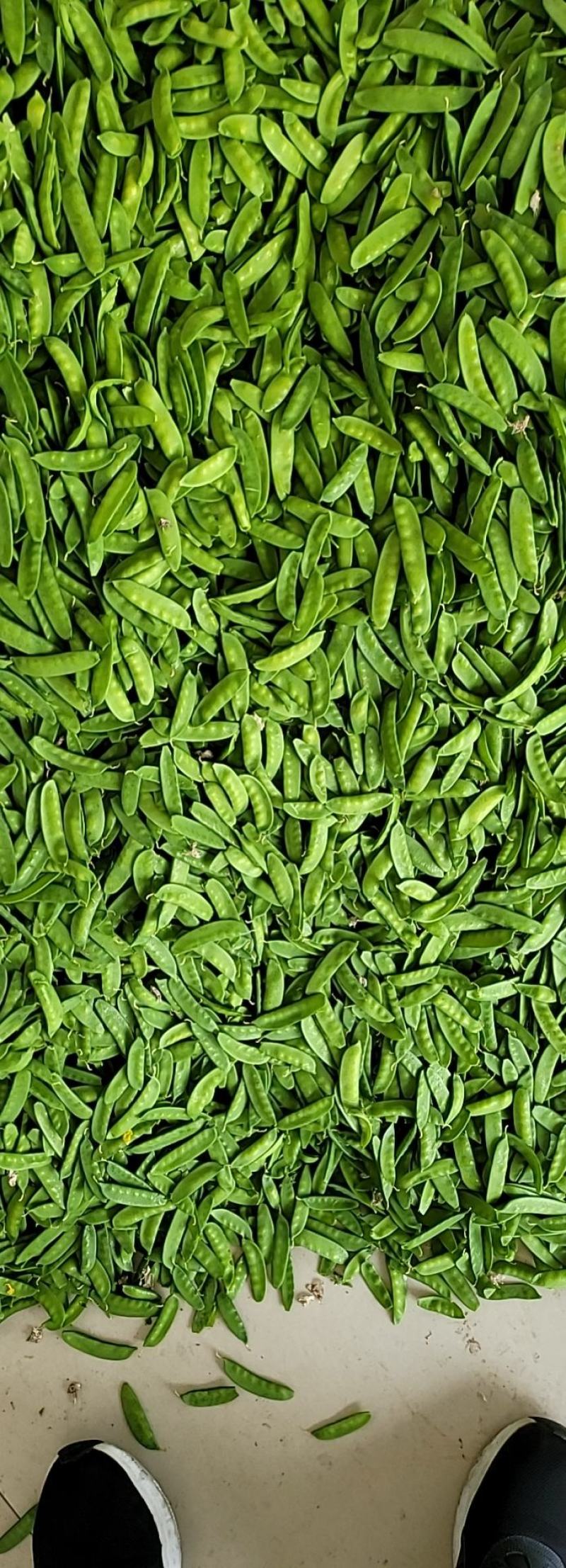 荷兰豆甜豌豆