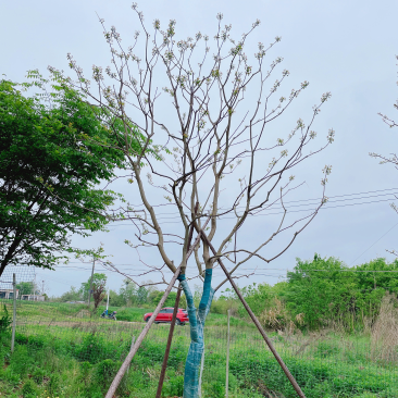 乌桕，风景树。地产绿化常用苗彩叶树种移栽苗成活率高