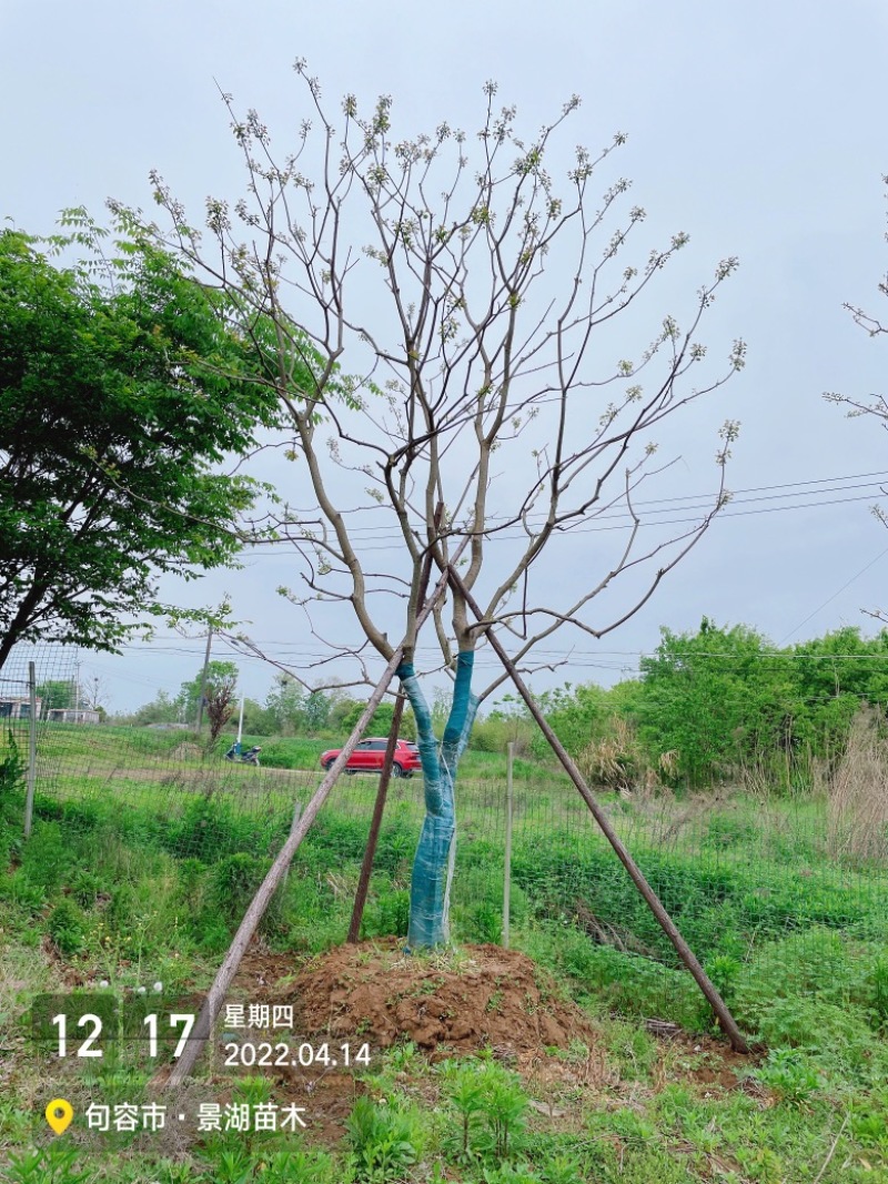 乌桕，风景树。地产绿化常用苗彩叶树种移栽苗成活率高