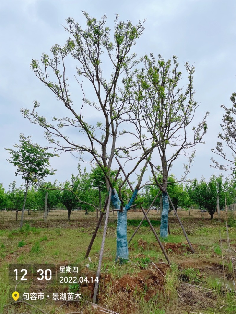 乌桕，风景树。地产绿化常用苗彩叶树种移栽苗成活率高