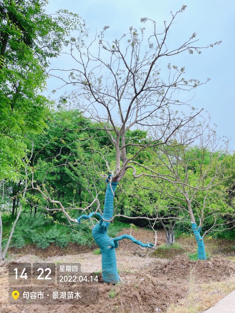 乌桕，风景树。地产绿化常用苗彩叶树种移栽苗成活率高