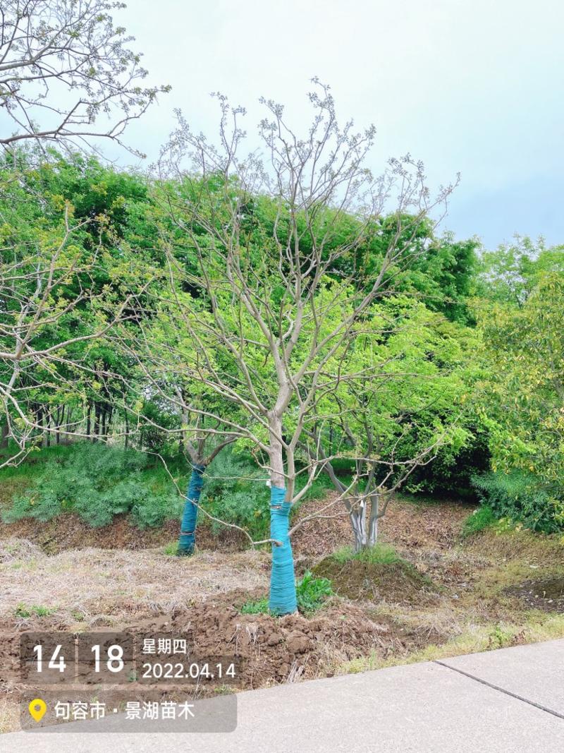 乌桕，风景树。地产绿化常用苗彩叶树种移栽苗成活率高