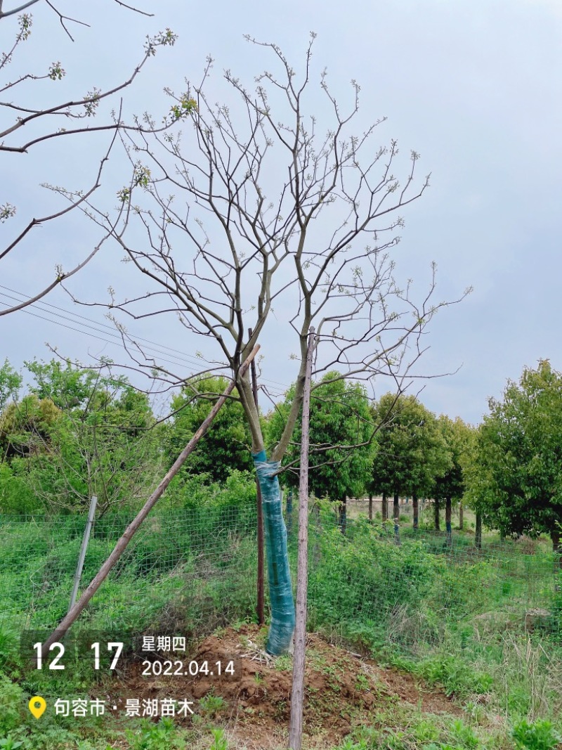 乌桕，风景树。地产绿化常用苗彩叶树种移栽苗成活率高
