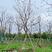 乌桕，风景树。地产绿化常用苗彩叶树种移栽苗成活率高