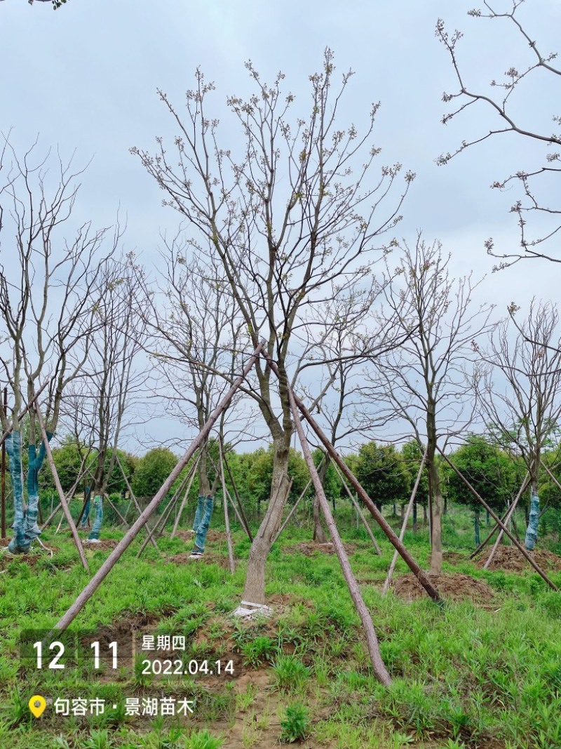 乌桕，风景树。地产绿化常用苗彩叶树种移栽苗成活率高