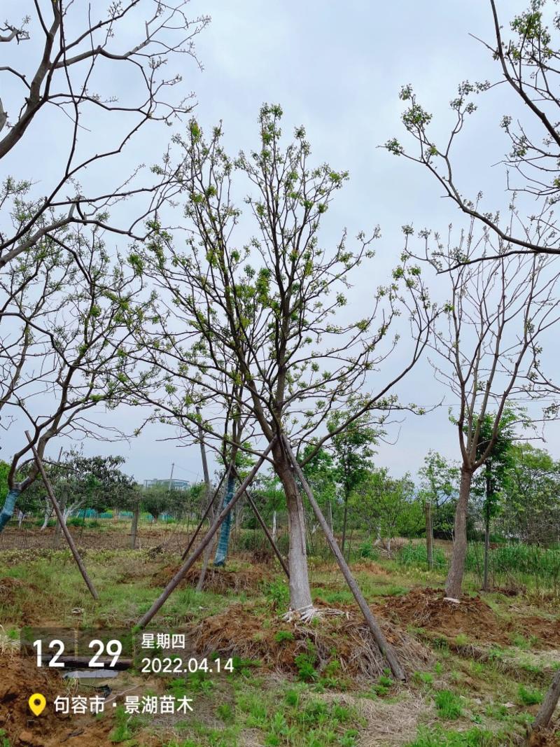 乌桕，风景树。地产绿化常用苗彩叶树种移栽苗成活率高