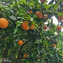 夏橙重庆忠县，树上精品鲜橙，水份充足，皮薄肉甜，正在预售