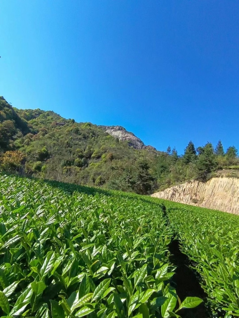 新茶铁观音浓香型兰花香礼盒装小包装500克