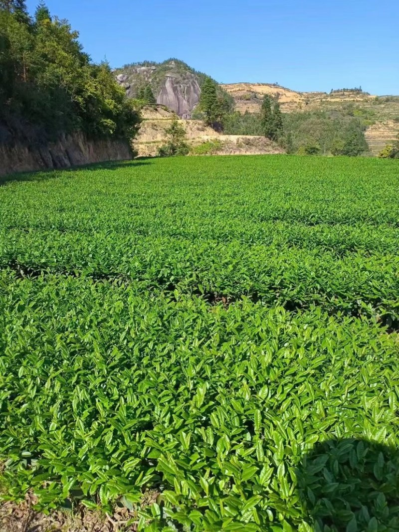 新茶铁观音浓香型兰花香礼盒装小包装500克