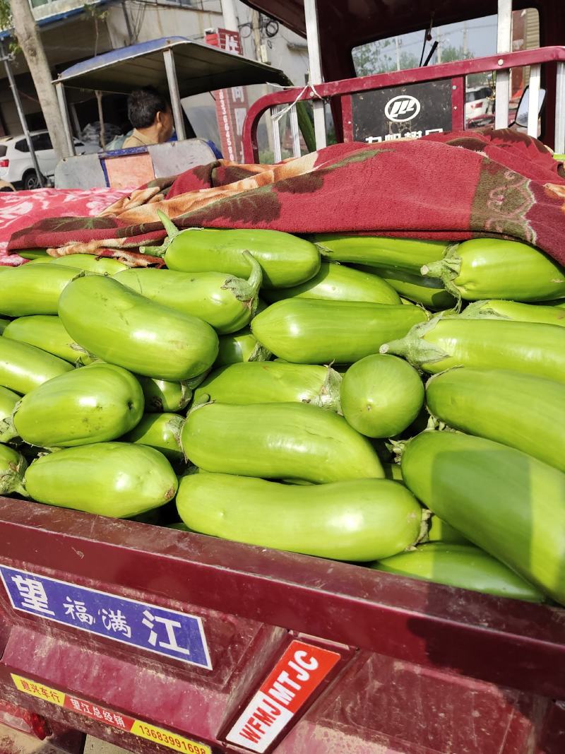 茄子/青茄子大量上市中，颜色纯正，货源充足！基地供应