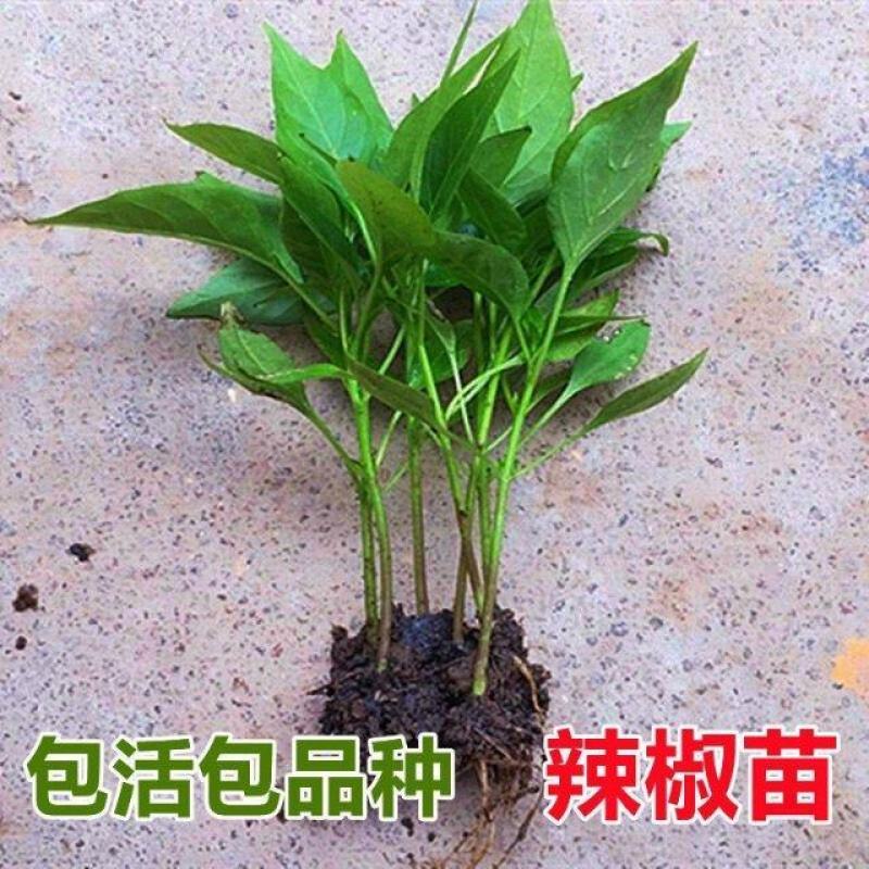 朝天椒辣椒苗基地直发，种苗用银地膜一年四季不愁草