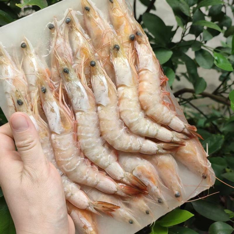 【推荐】广西北部湾天然明虾产地直发品质保证，诚信经营