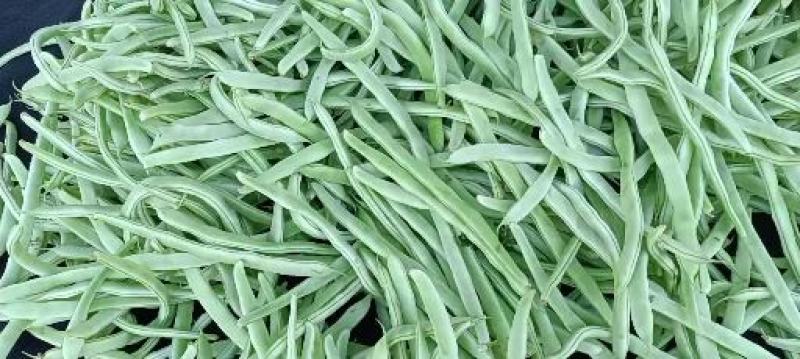 山东单县，芸豆，产地直供，货源充足，优等蔬菜，对接全国