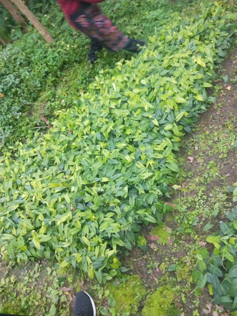 金果榄种苗出售，地苦胆苗出售，基地发货欢迎订购
