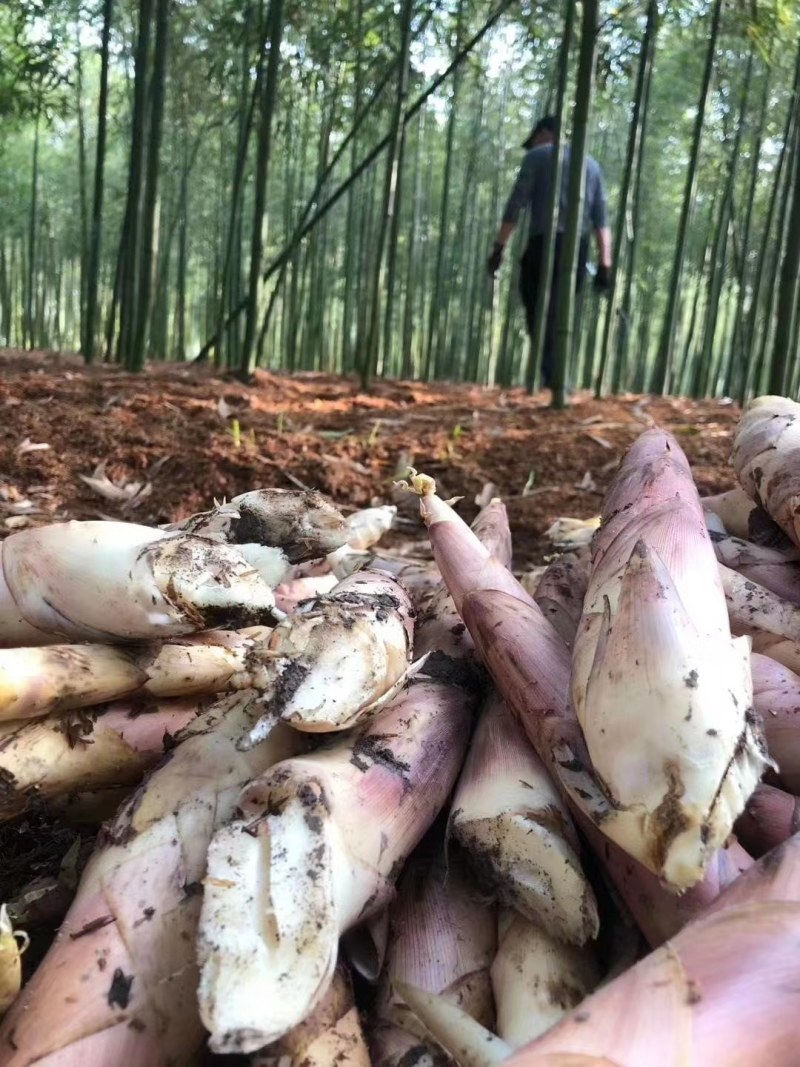 【正宗临安春笋羊毛笋】原产地直供货源充足全国发货