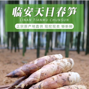 【正宗临安春笋羊毛笋】原产地直供货源充足全国发货