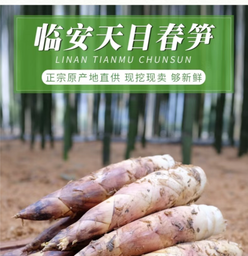 【正宗临安春笋羊毛笋】原产地直供货源充足全国发货