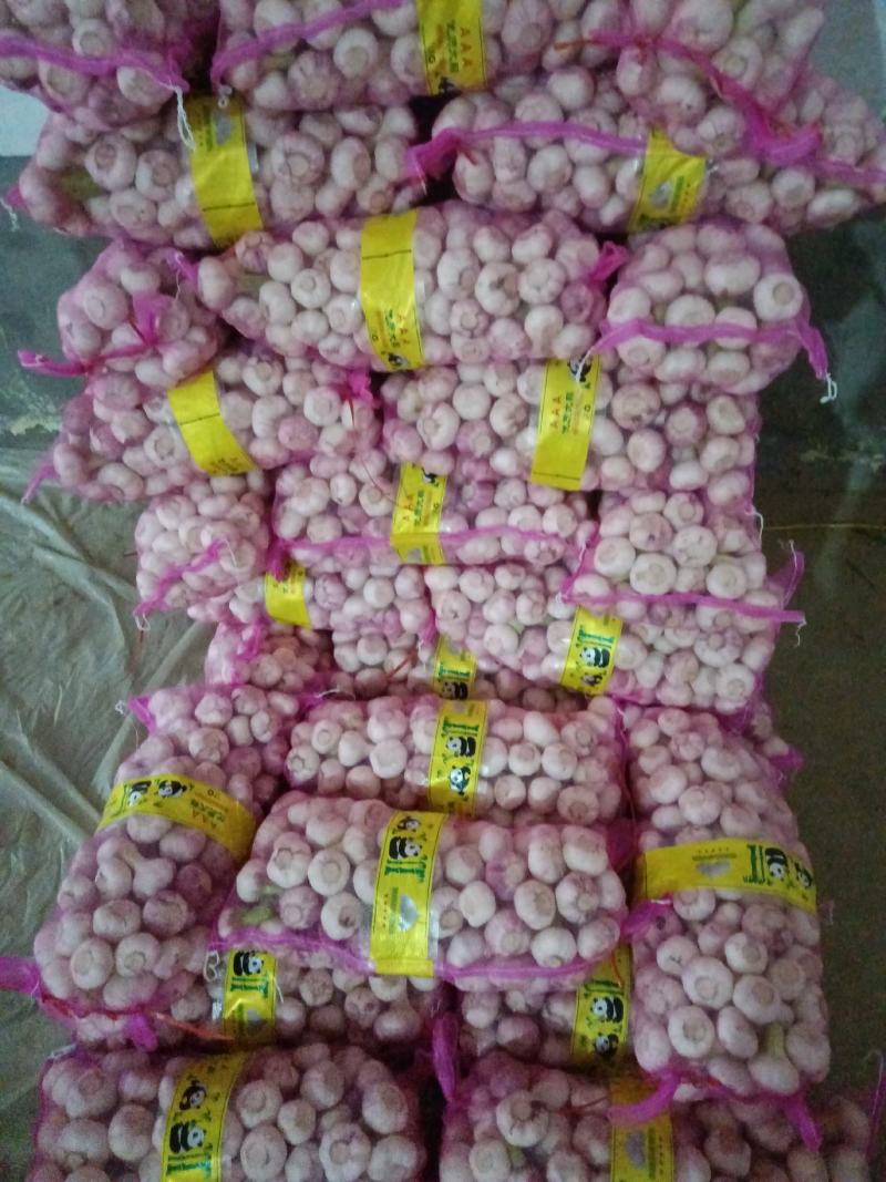 淮阳鲜蒜扒皮蒜(净蒜/鲜蒜\过筛)手挑分拣大量供应，