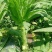 贡菜莴笋大量供应、产地直销、质量保证、欢迎采购