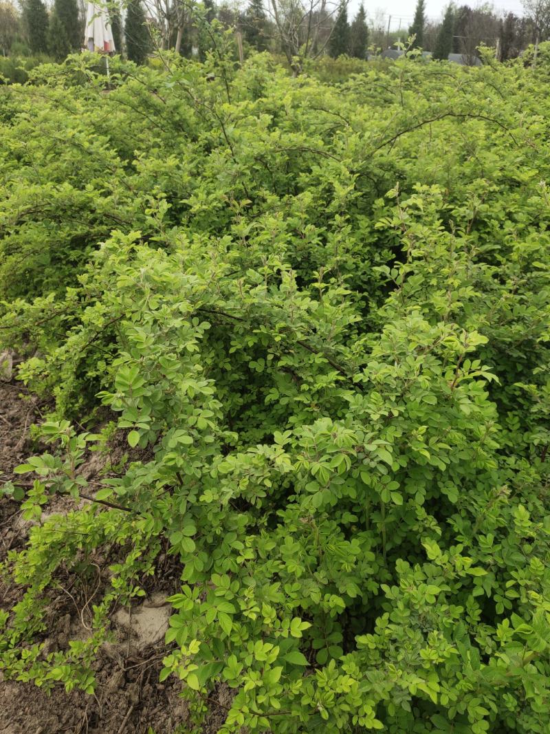 蔷薇基地批发攀援植物蔷薇花，野蔷薇爬墙梅