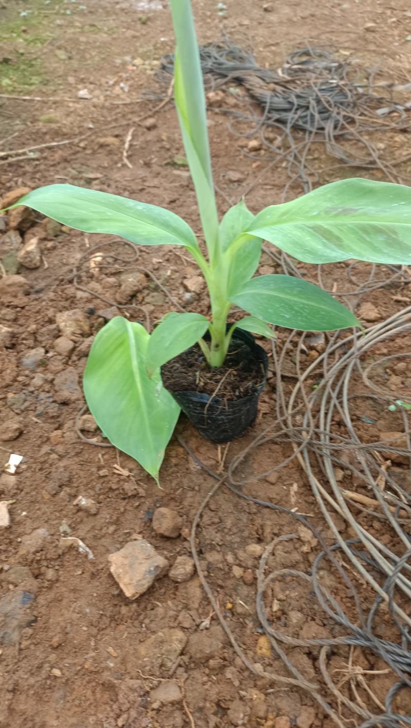 香蕉苗香蕉小苗小红香蕉