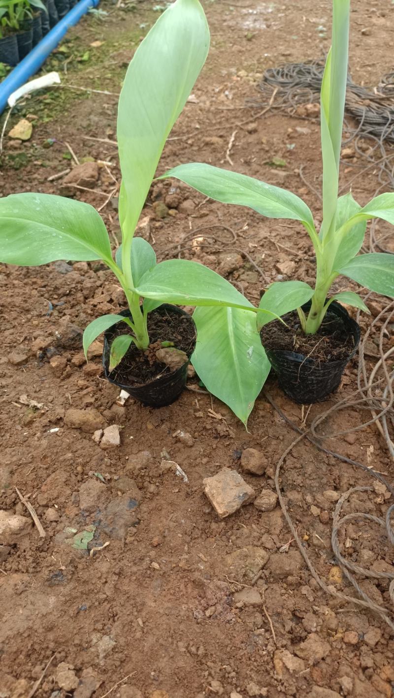 香蕉苗香蕉小苗小红香蕉