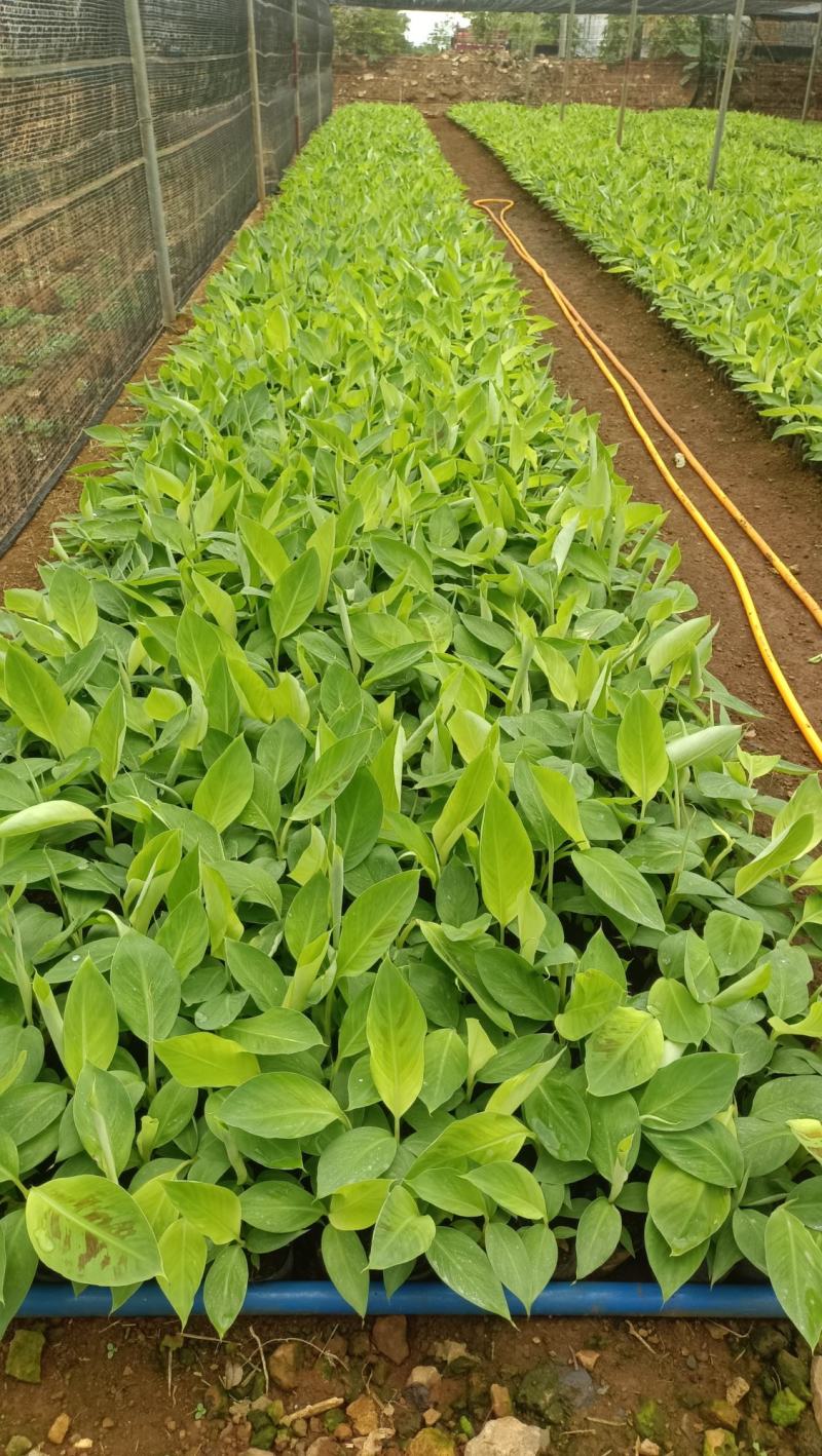 香蕉苗香蕉小苗小红香蕉