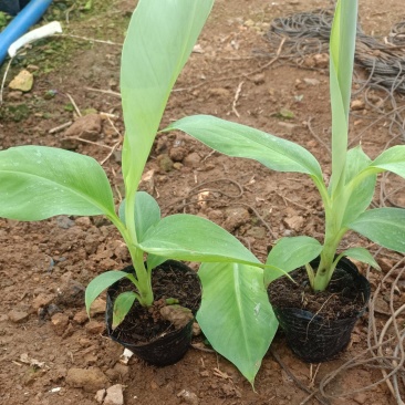 香蕉苗香蕉小苗小红香蕉