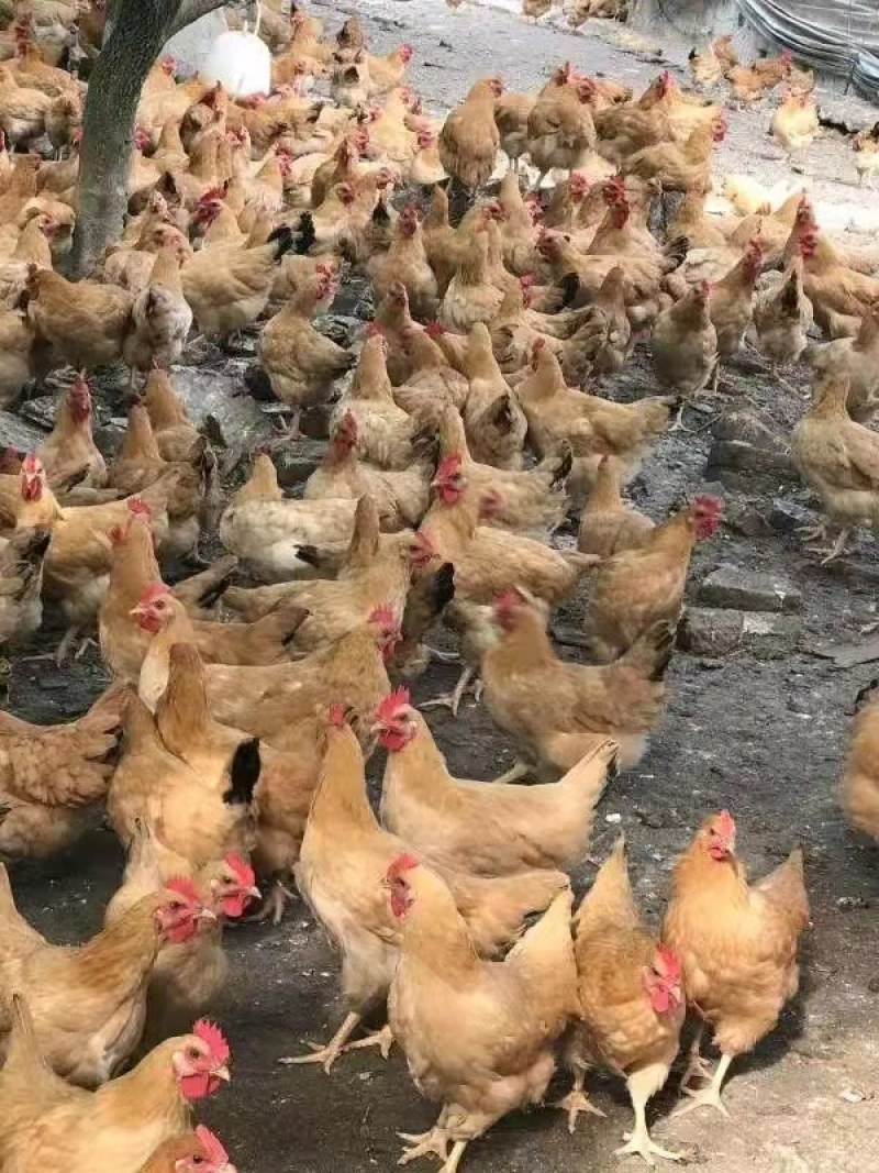 鸡苗三黄鸡苗湘黄土鸡苗基地直销防疫齐全