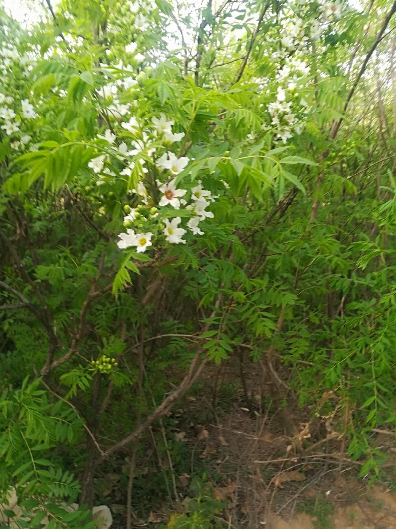 专供文冠苗，白皮松，油松，华山松，苹果苗，山楂苗，坚果有