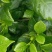 四季栀子花，花苞多，花朵清香枝叶茂盛，办公室居家绿植优选