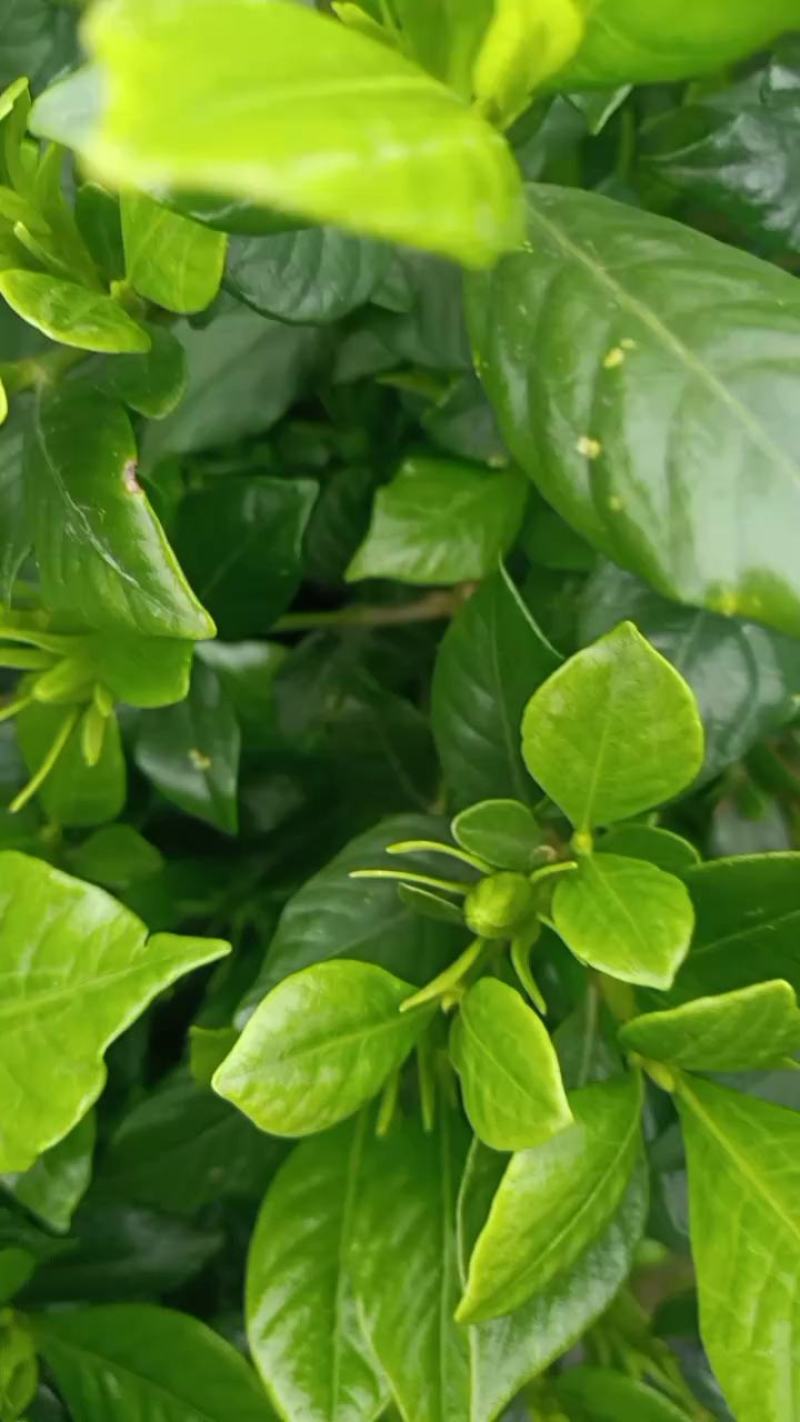 四季栀子花，花苞多，花朵清香枝叶茂盛，办公室居家绿植优选