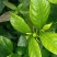 四季栀子花，花苞多，花朵清香枝叶茂盛，办公室居家绿植优选