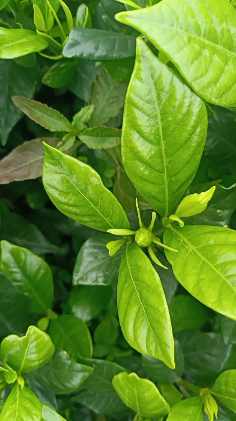 四季栀子花，花苞多，花朵清香枝叶茂盛，办公室居家绿植优选