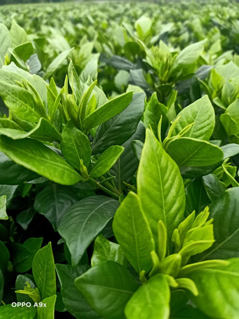 四季栀子花，花苞多，花朵清香枝叶茂盛，办公室居家绿植优选