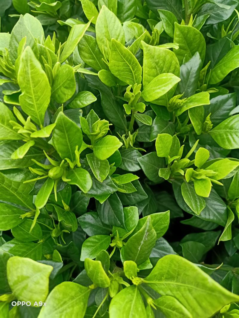 四季栀子花，花苞多，花朵清香枝叶茂盛，办公室居家绿植优选