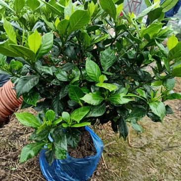四季栀子花，花苞多，花朵清香枝叶茂盛，办公室居家绿植优选