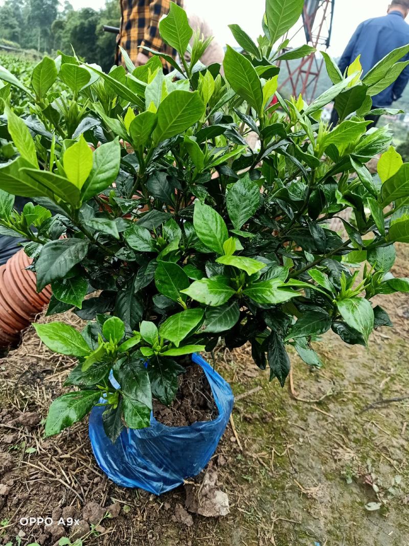 四季栀子花，花苞多，花朵清香枝叶茂盛，办公室居家绿植优选