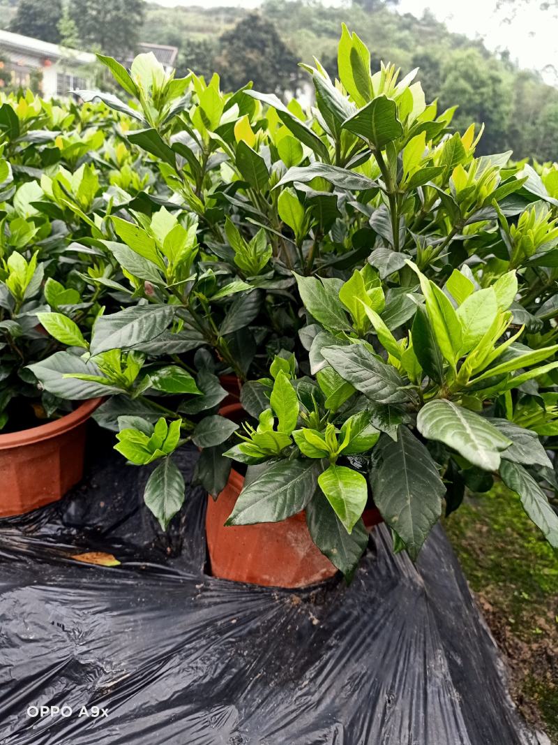 四季栀子花，花苞多，花朵清香枝叶茂盛，办公室居家绿植优选