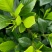 四季栀子花，花苞多，花朵清香枝叶茂盛，办公室居家绿植优选