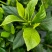 四季栀子花，花苞多，花朵清香枝叶茂盛，办公室居家绿植优选