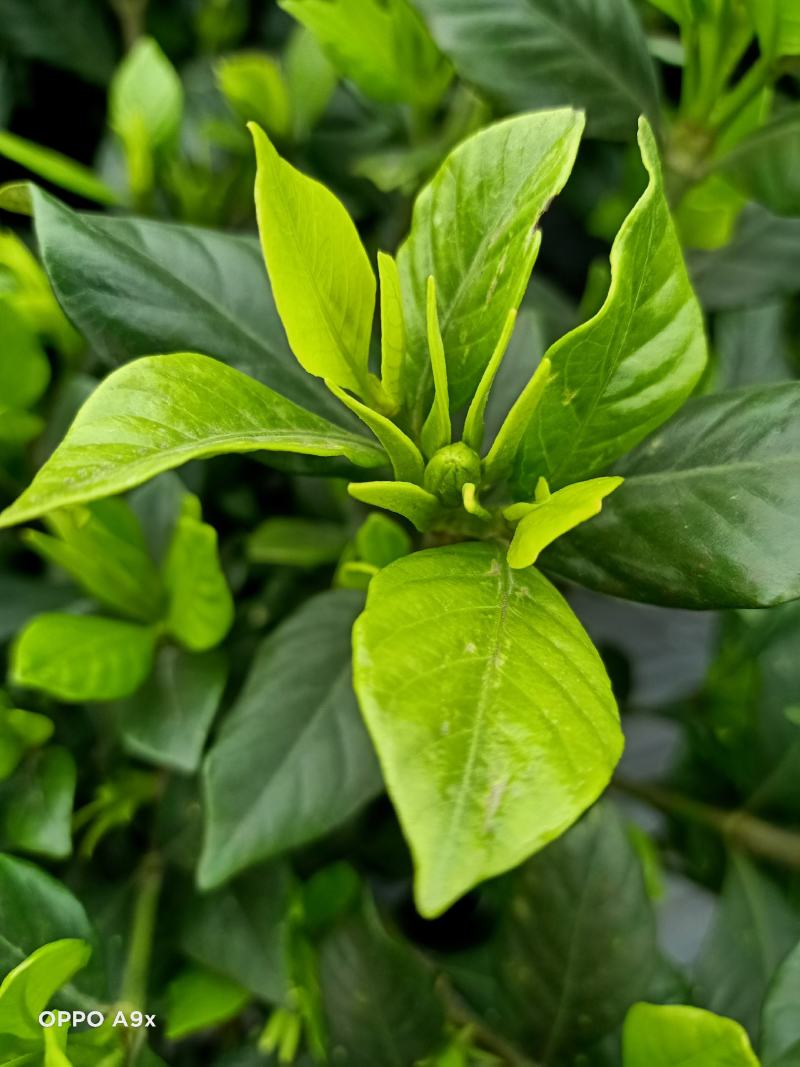 四季栀子花，花苞多，花朵清香枝叶茂盛，办公室居家绿植优选