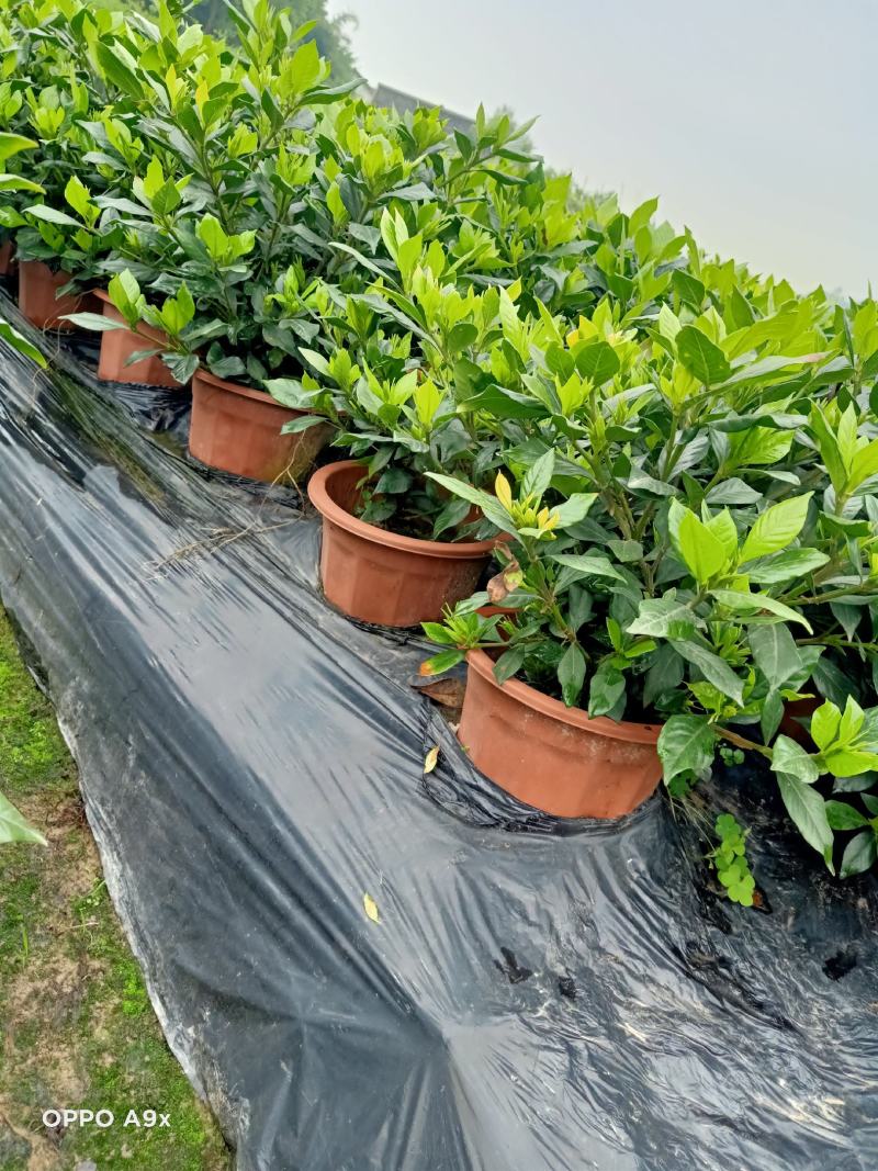四季栀子花，花苞多，花朵清香枝叶茂盛，办公室居家绿植优选