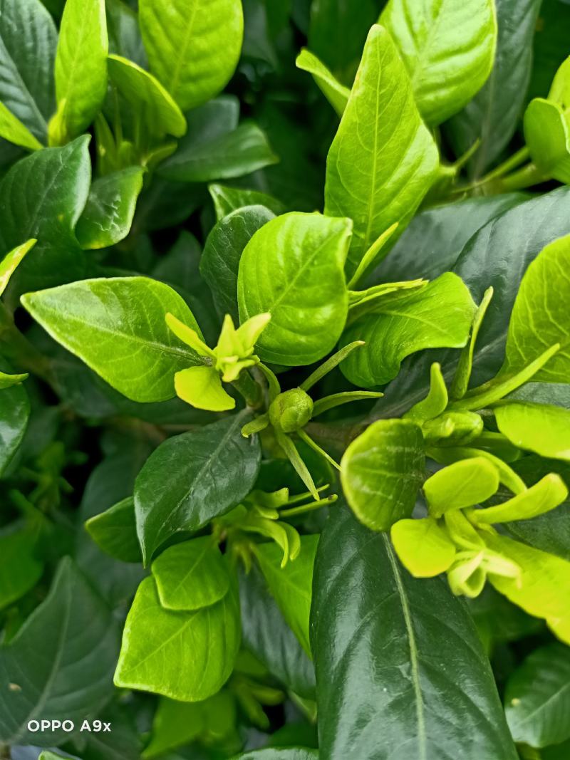 四季栀子花，花苞多，花朵清香枝叶茂盛，办公室居家绿植优选