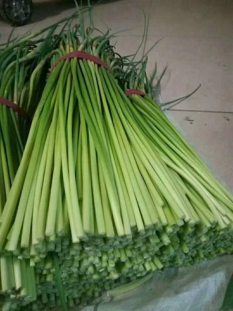 聊城大张蒜苔大量上市，需要的老板提前联系！